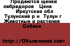 Продаются щенки лабрадоров › Цена ­ 8 000 - Иркутская обл., Тулунский р-н, Тулун г. Животные и растения » Собаки   